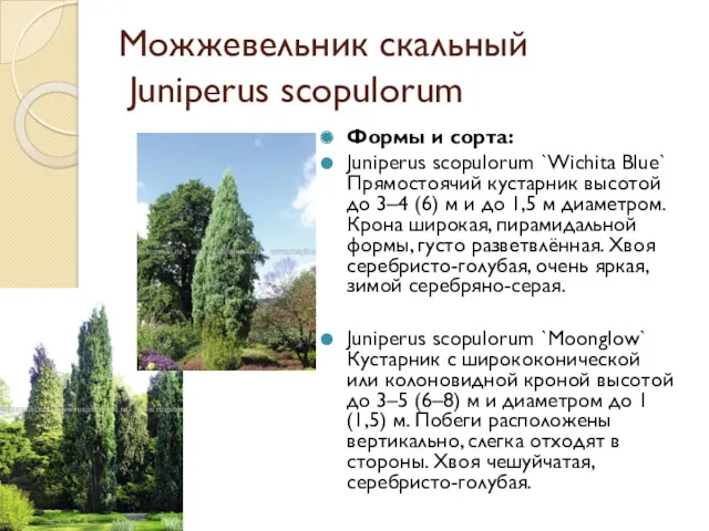 Можжевельник скальный Juniperus scopulorum Формы и сорта: Juniperus scopulorum `Wichita
