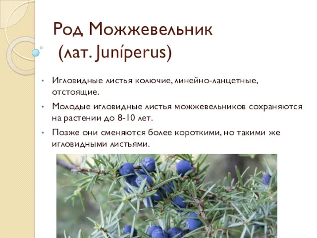 Род Можжевельник (лат. Juníperus) Игловидные листья колючие, линейно-ланцетные, отстоящие. Молодые игловидные листья можжевельников