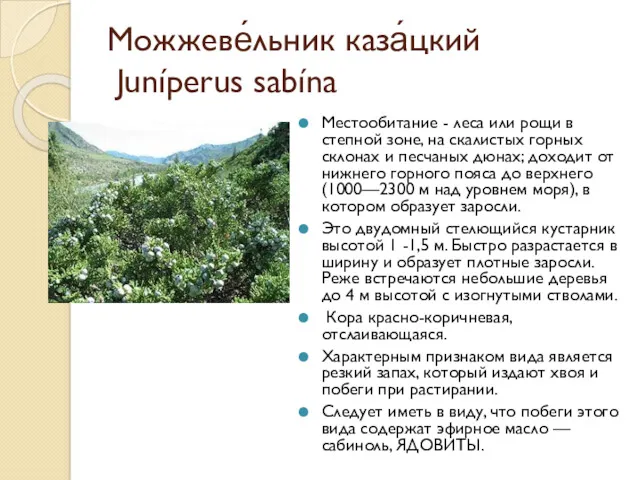 Можжеве́льник каза́цкий Juníperus sabína Местообитание - леса или рощи в