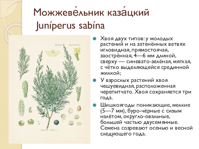 Можжеве́льник каза́цкий Juníperus sabína Хвоя двух типов: у молодых растений