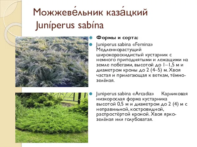 Можжеве́льник каза́цкий Juníperus sabína Формы и сорта: Juniperus sabina «Femina» Медленнорастущий широкораскидистый кустарник