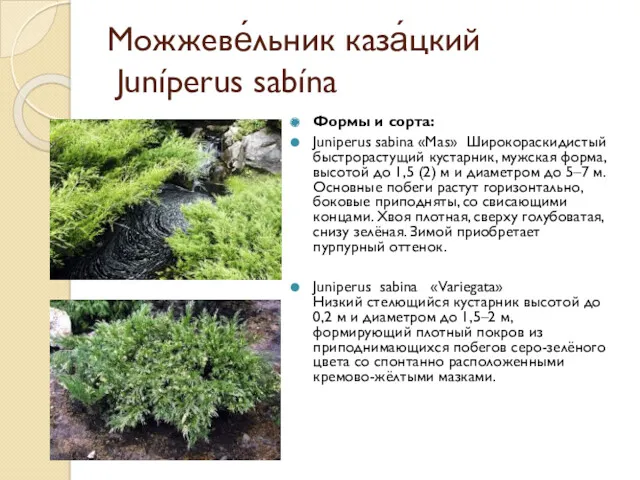Можжеве́льник каза́цкий Juníperus sabína Формы и сорта: Juniperus sabina «Маs»