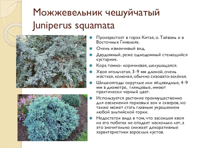 Можжевельник чешуйчатый Juniperus squamata Произрастает в горах Китая, о. Тайвань