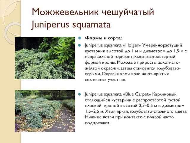 Можжевельник чешуйчатый Juniperus squamata Формы и сорта: Juniperus squamata «Holger» Умереннорастущий кустарник высотой