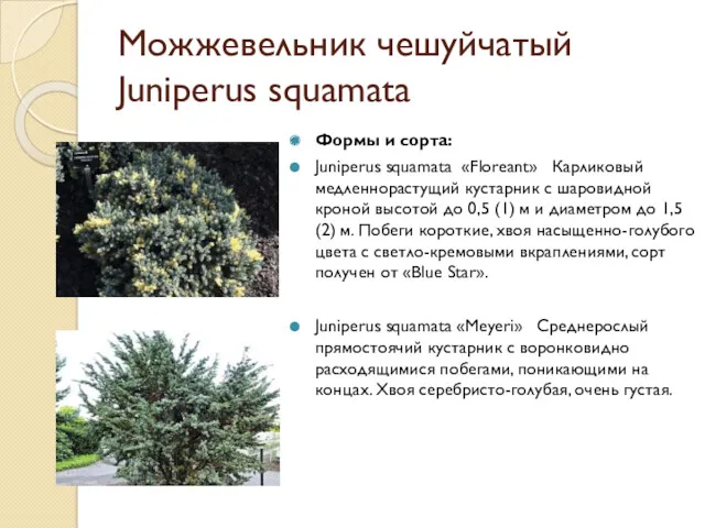 Можжевельник чешуйчатый Juniperus squamata Формы и сорта: Juniperus squamata «Floreant» Карликовый медленнорастущий кустарник