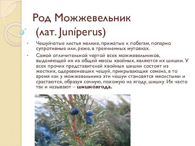 Род Можжевельник (лат. Juníperus) Чешуйчатые листья мелкие, прижатые к побегам,