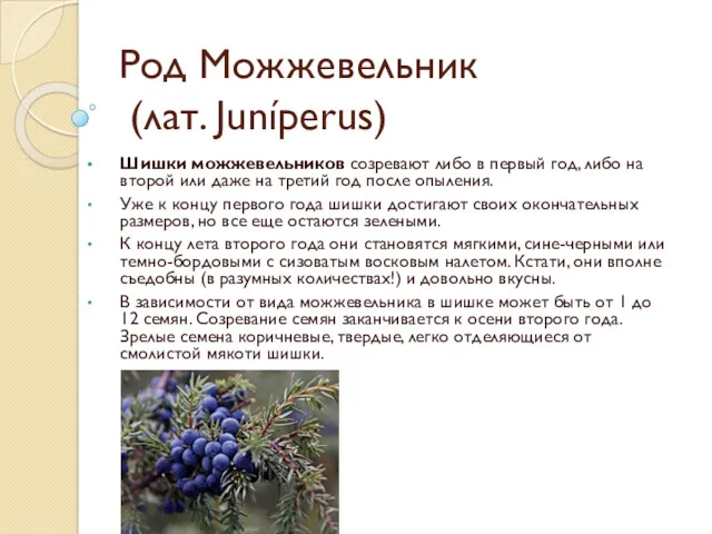Род Можжевельник (лат. Juníperus) Шишки можжевельников созревают либо в первый