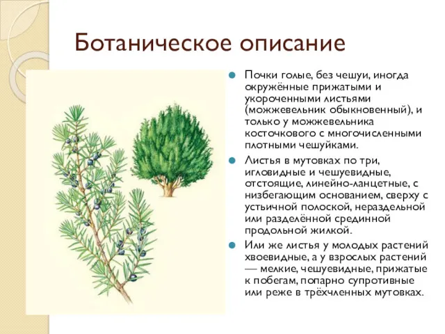 Ботаническое описание Почки голые, без чешуи, иногда окружённые прижатыми и укороченными листьями (можжевельник