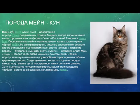 ПОРОДА МЕЙН - КУН Мейн-ку́н (англ. Maine Coon) — аборигенная