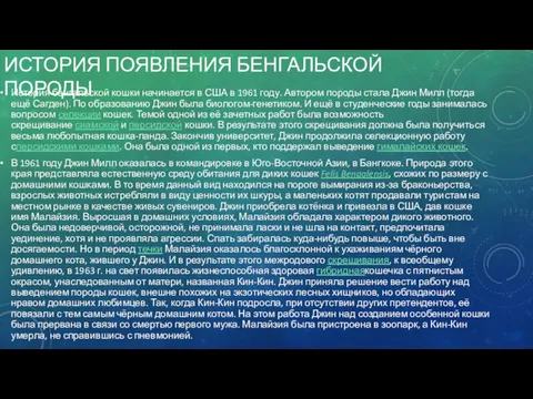 ИСТОРИЯ ПОЯВЛЕНИЯ БЕНГАЛЬСКОЙ ПОРОДЫ История бенгальской кошки начинается в США