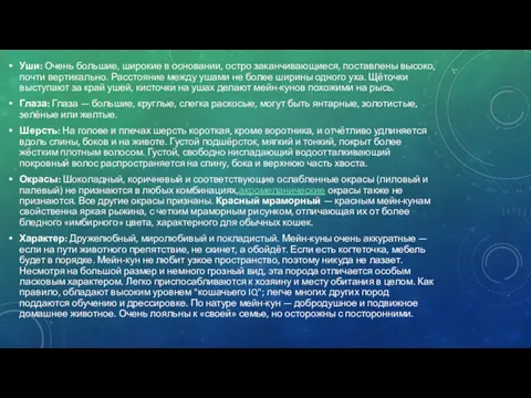 Уши: Очень большие, широкие в основании, остро заканчивающиеся, поставлены высоко,