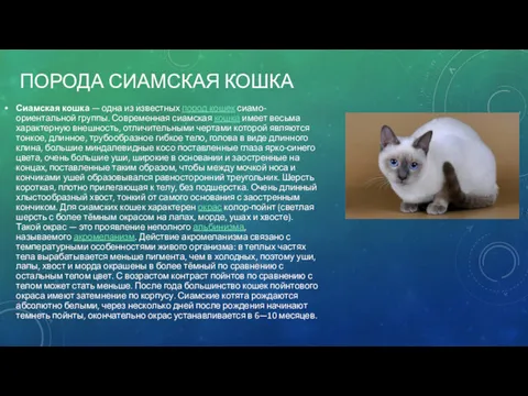 ПОРОДА СИАМСКАЯ КОШКА Сиамская кошка — одна из известных пород