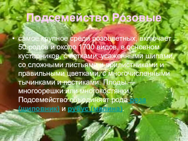 Подсемейство Розовые самое крупное среди розоцветных, включает 50 родов и