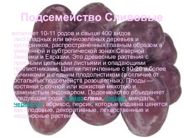 Подсемейство Сливовые включает 10-11 родов и свыше 400 видов листопадных