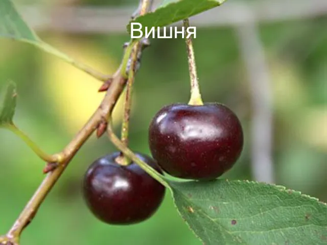 Вишня