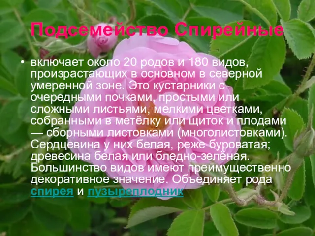 Подсемейство Спирейные включает около 20 родов и 180 видов, произрастающих