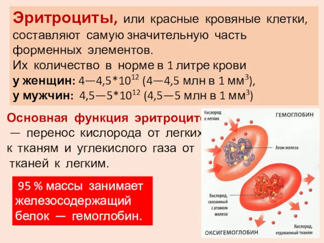 Эритроциты, или красные кровяные клетки, составляют самую значительную часть форменных