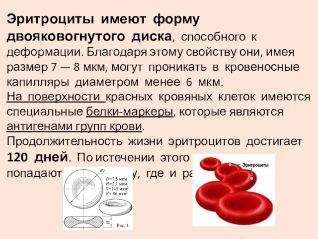 Эритроциты имеют форму двояковогнутого диска, способного к деформации. Благодаря этому