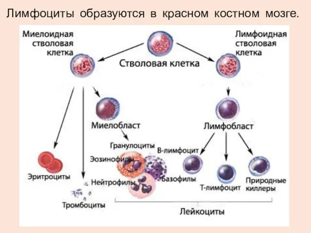 Лимфоциты образуются в красном костном мозге.