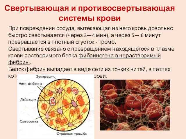 Свертывающая и противосвертывающая системы крови При повреждении сосуда, вытекающая из