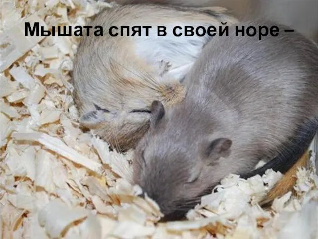 Мышата спят в своей норе –