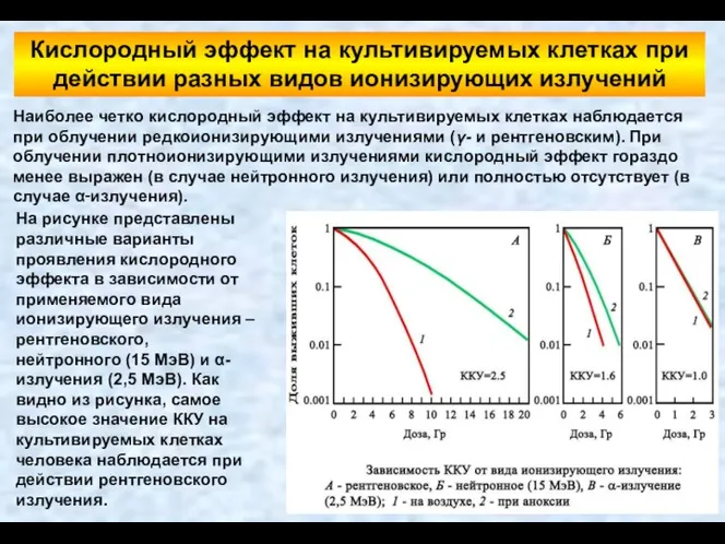 Наиболее четко кислородный эффект на культивируемых клетках наблюдается при облучении