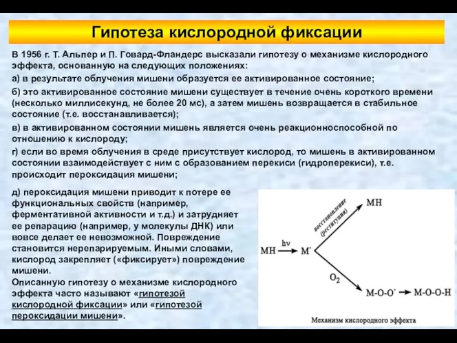 В 1956 г. Т. Альпер и П. Говард-Фландерс высказали гипотезу