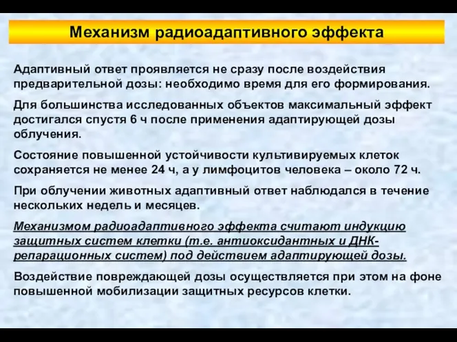 Механизм радиоадаптивного эффекта Адаптивный ответ проявляется не сразу после воздействия