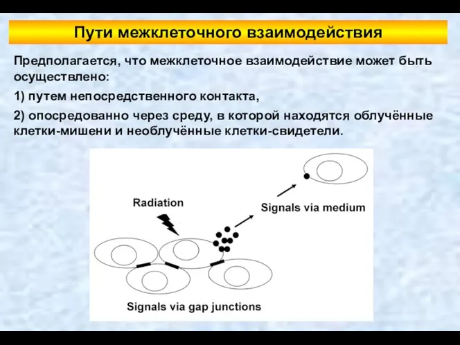 Пути межклеточного взаимодействия Предполагается, что межклеточное взаимодействие может быть осуществлено: