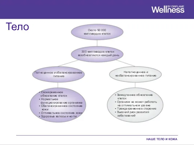 Тело НАШЕ ТЕЛО И КОЖА Около 50.000 миллиардов клеток 300