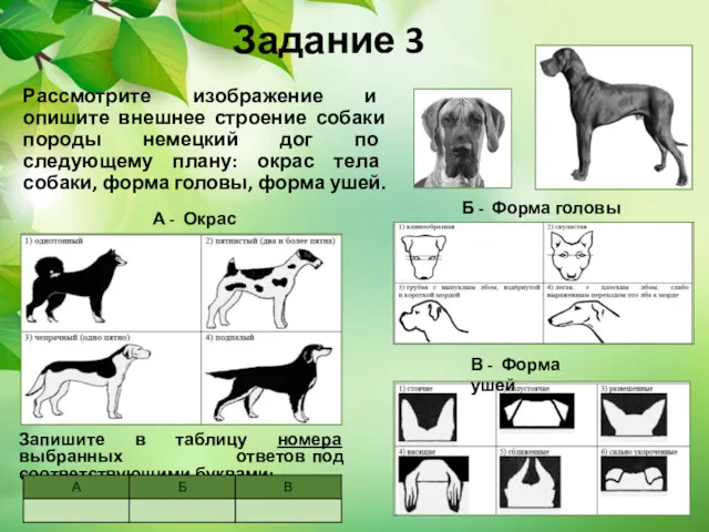 Задание 3 Рассмотрите изображение и опишите внешнее строение собаки породы
