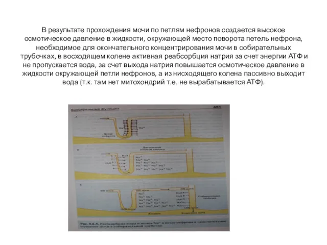 В результате прохождения мочи по петлям нефронов создается высокое осмотическое