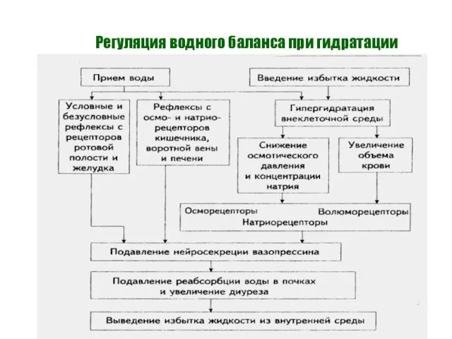 Регуляция водного баланса при гидратации