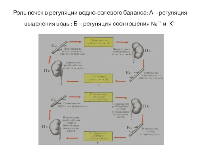 Роль почек в регуляции водно-солевого баланса: А – регуляция выделения