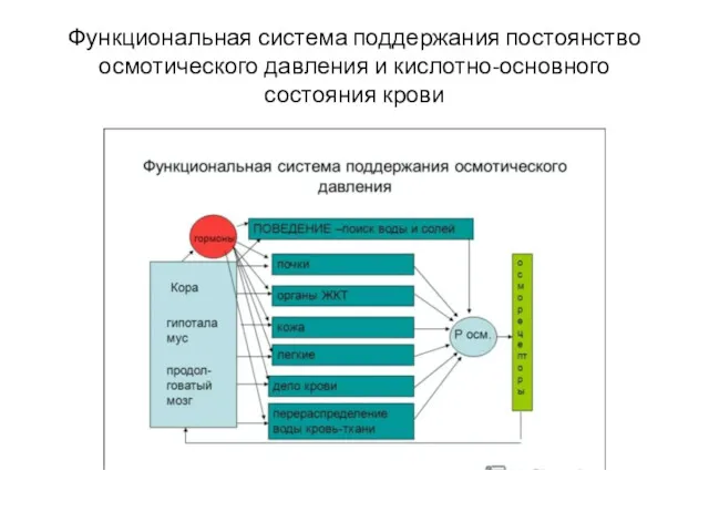 Функциональная система поддержания постоянство осмотического давления и кислотно-основного состояния крови