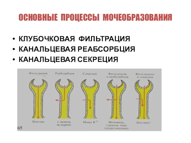 ОСНОВНЫЕ ПРОЦЕССЫ МОЧЕОБРАЗОВАНИЯ КЛУБОЧКОВАЯ ФИЛЬТРАЦИЯ КАНАЛЬЦЕВАЯ РЕАБСОРБЦИЯ КАНАЛЬЦЕВАЯ СЕКРЕЦИЯ