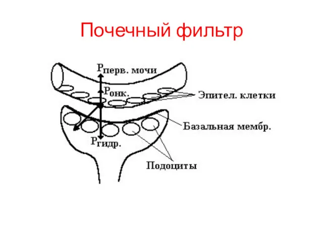 Почечный фильтр