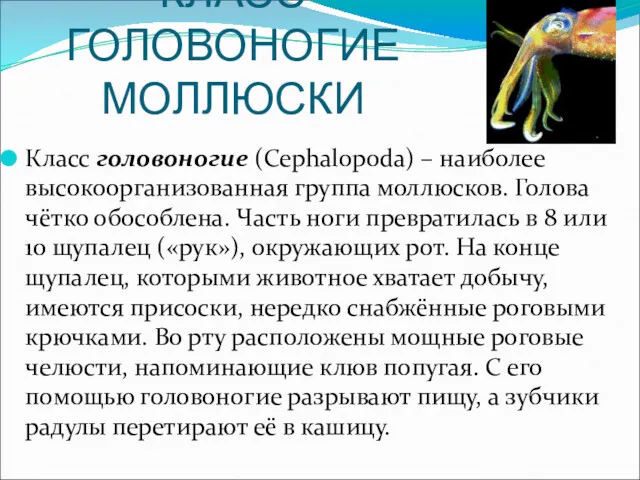 КЛАСС ГОЛОВОНОГИЕ МОЛЛЮСКИ Класс головоногие (Cephalopoda) – наиболее высокоорганизованная группа моллюсков. Голова чётко