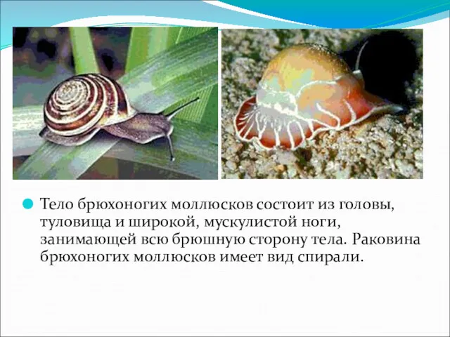 Тело брюхоногих моллюсков состоит из головы, туловища и широкой, мускулистой ноги, занимающей всю