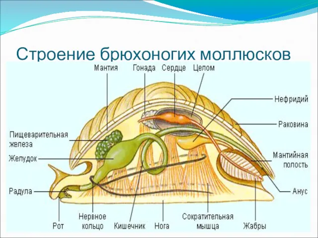 Строение брюхоногих моллюсков