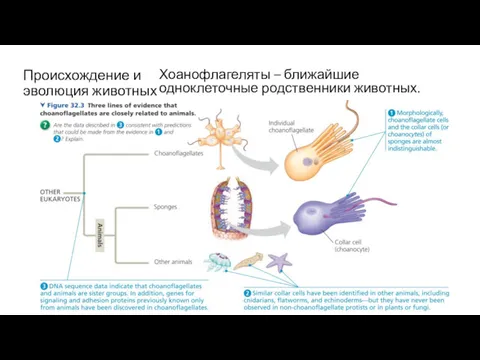 Происхождение и эволюция животных Хоанофлагеляты – ближайшие одноклеточные родственники животных.