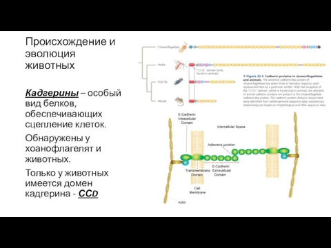 Происхождение и эволюция животных Кадгерины – особый вид белков, обеспечивающих