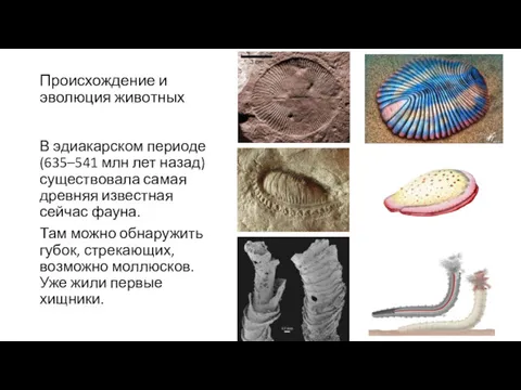 Происхождение и эволюция животных В эдиакарском периоде (635–541 млн лет