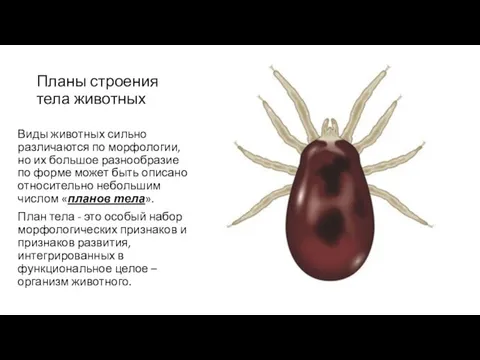 Планы строения тела животных Виды животных сильно различаются по морфологии,