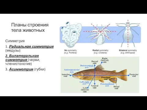 Планы строения тела животных Симметрия 1. Радиальная симметрия (медузы) 2.