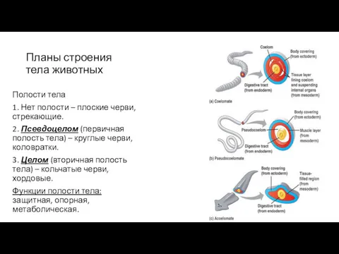 Планы строения тела животных Полости тела 1. Нет полости –