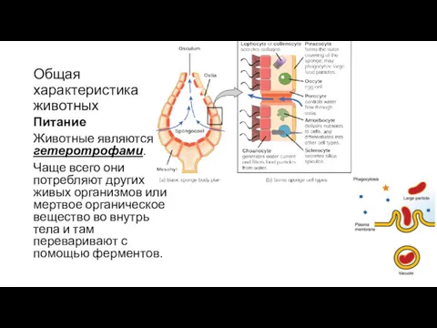 Общая характеристика животных Питание Животные являются гетеротрофами. Чаще всего они