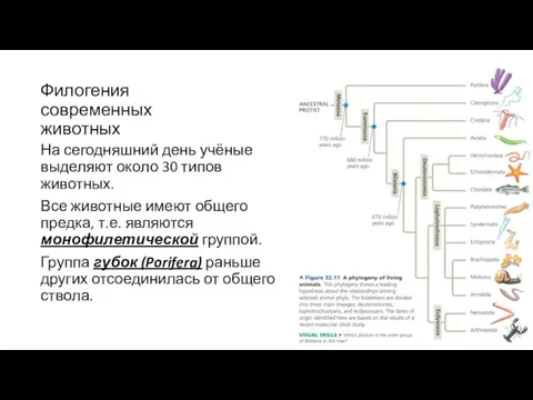 Филогения современных животных На сегодняшний день учёные выделяют около 30