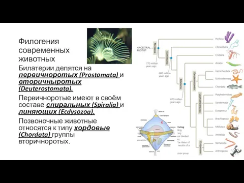 Филогения современных животных Билатерии делятся на первичноротых (Prostomata) и вторичныротых