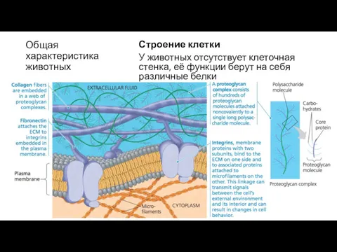 Общая характеристика животных Строение клетки У животных отсутствует клеточная стенка,